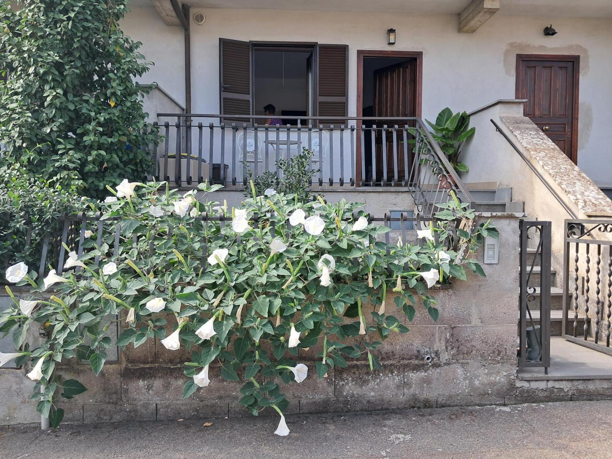 A Casa Ida Apartment Bagnoregio Exterior photo